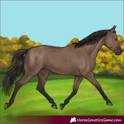 Horse Color:Liver Red Dun Rabicano 