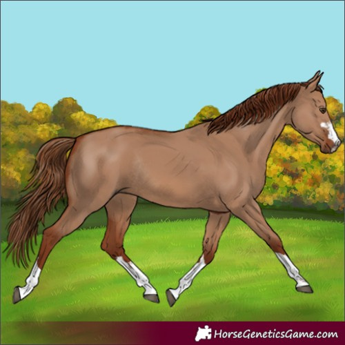 Horse Color:Red Dun Rabicano 