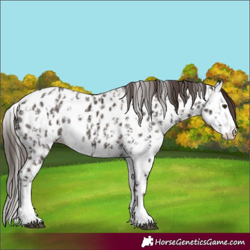 Horse Color:Liver Chestnut Sabino Splash Appaloosa and Liver Chestnut Sabino Splash Appaloosa