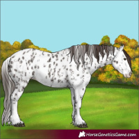 Horse Color:Liver Chestnut Sabino Splash Near Leopard  and Liver Chestnut Sabino Splash Near Leopard 