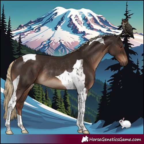 Horse Color:Liver Chestnut Tobiano Rabicano 