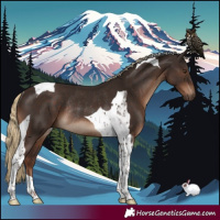 Horse Color:Liver Chestnut Tobiano Rabicano