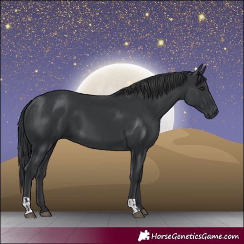 Horse Color:Black and Black