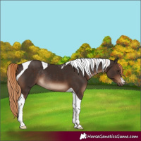 Horse Color:Liver Chestnut Tobiano Rabicano 