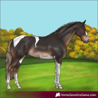 Horse Color:Liver Chestnut Tobiano Rabicano 