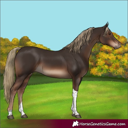 Horse Color:Liver Chestnut Tobiano Rabicano 