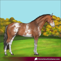 Horse Color:White Spotted Bay Rabicano 