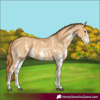 Horse Color:Red Dun Sabino 