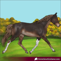 Horse Color:Liver Chestnut Tobiano Rabicano