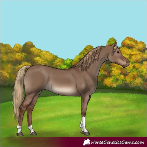 Horse Color:Liver Red Dun Tobiano Rabicano