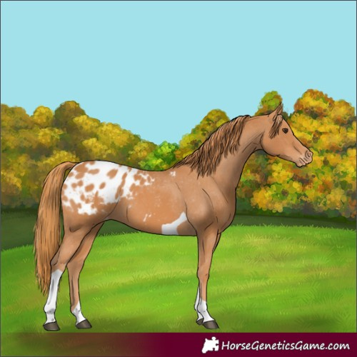 Horse Color:Chestnut Tobiano Blanket 