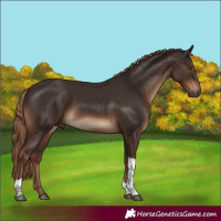 Horse Color:Liver Chestnut Tobiano Rabicano