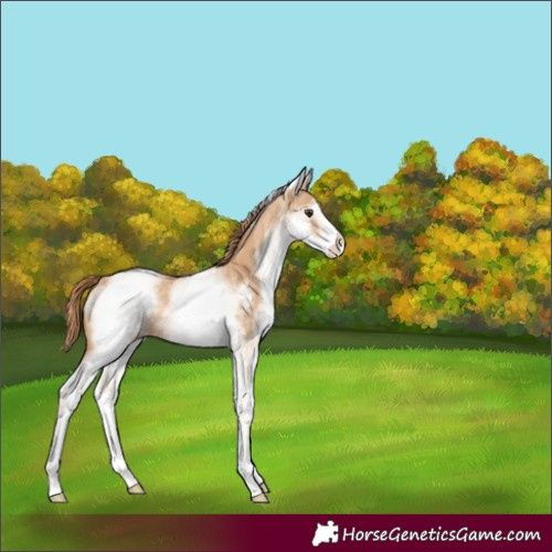 Horse Color:White Spotted Red Dun Rabicano 