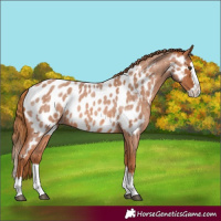 Horse Color:Red Roan Splash Appaloosa 