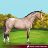 Horse Color:Bay Roan Splash Appaloosa