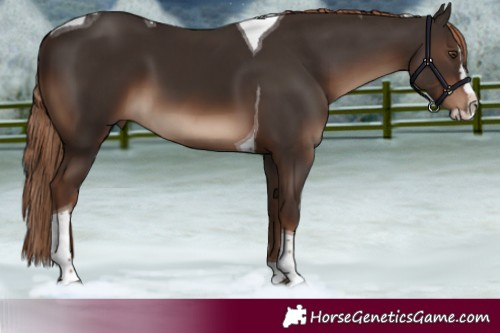 Horse Color:Liver Chestnut Splash Tobiano Rabicano