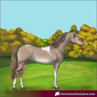 Horse Color:Liver Red Dun Tobiano Rabicano