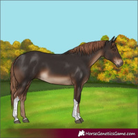 Horse Color:Liver Chestnut Tobiano Rabicano 