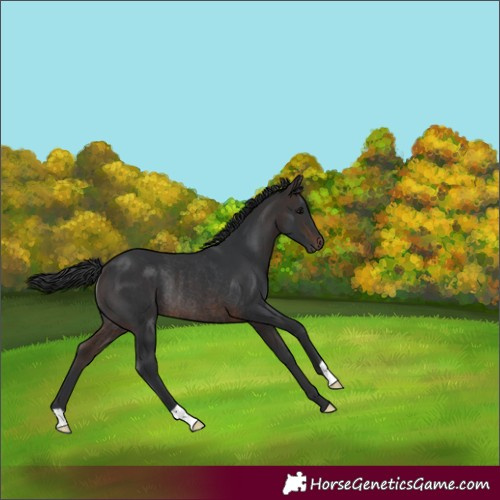 Horse Color:Brown Rabicano 