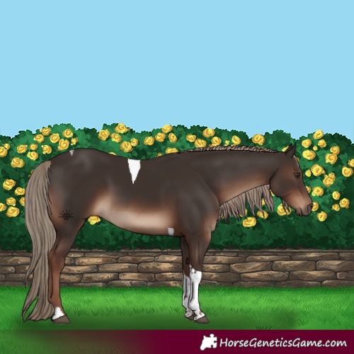 Horse Color:Liver Chestnut Tobiano Rabicano 