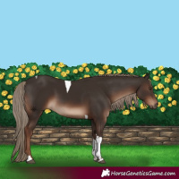 Horse Color:Liver Chestnut Tobiano Rabicano