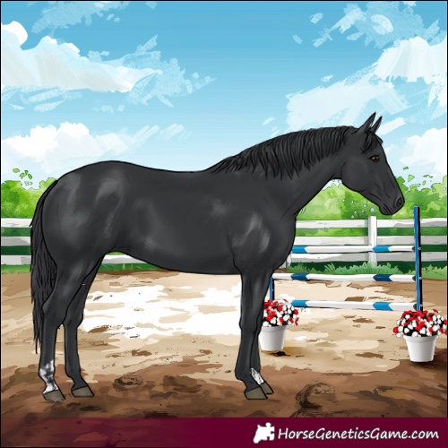 Horse Color:Black  and Black 