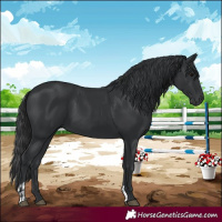 Horse Color:Black and Black