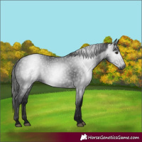 Horse Color:Gray Black