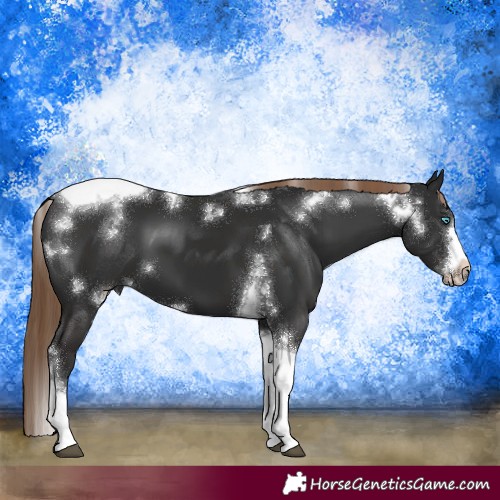 Horse Color:White Spotted Liver Chestnut Tobiano Frame 