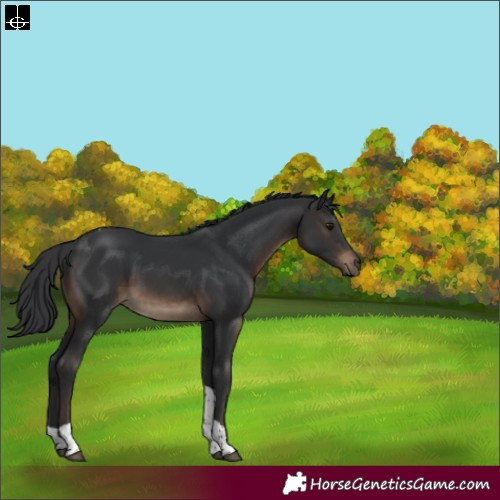 Horse Color:Brown Tobiano Rabicano 