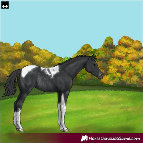 Horse Color:Black Tobiano Varnish Rabicano