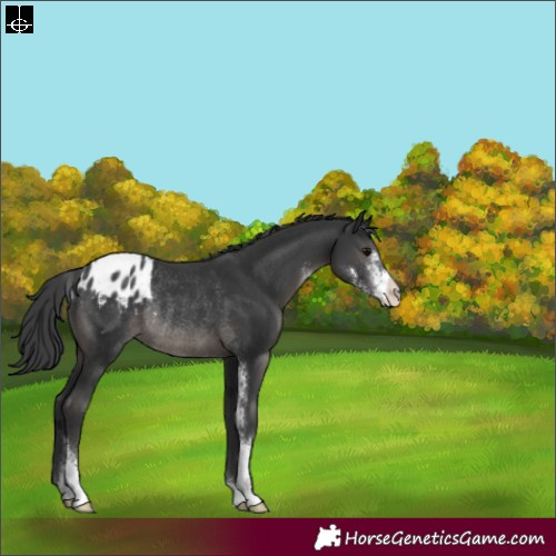 Horse Color:Black Sabino Blanket Rabicano
