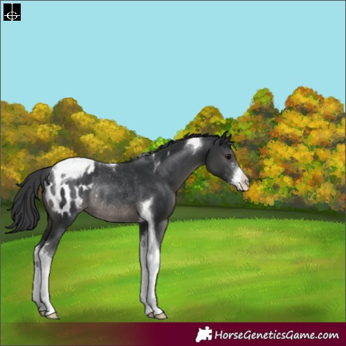 Horse Color:Black Sabino Tobiano Appaloosa Rabicano