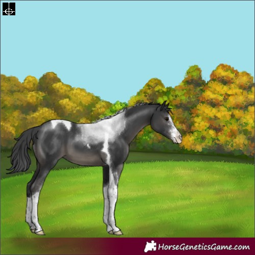 Horse Color:Black Sabino Tobiano Varnish 