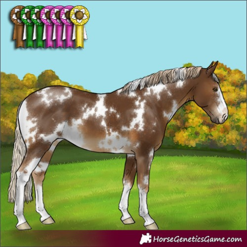 Horse Color:White Spotted Chocolate Palomino 