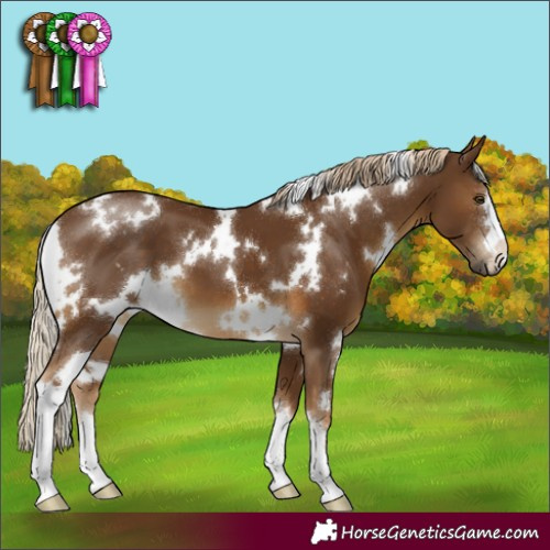 Horse Color:White Spotted Chocolate Palomino 