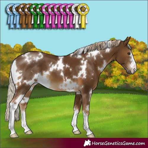 Horse Color:White Spotted Chocolate Palomino 