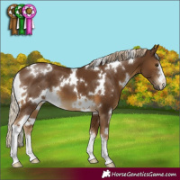 Horse Color:White Spotted Chocolate Palomino