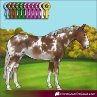 Horse Color:White Spotted Chocolate Palomino