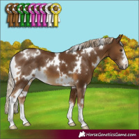 Horse Color:White Spotted Chocolate Palomino 