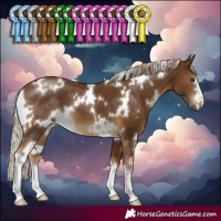 Horse Color:White Spotted Chocolate Palomino 