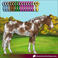 Horse Color:White Spotted Chocolate Palomino 