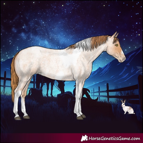 Horse Color:Red Roan Pearl Tobiano Frame