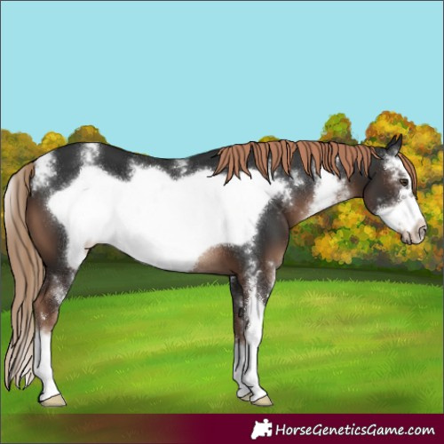 Horse Color:Liver Chestnut Sabino Frame 