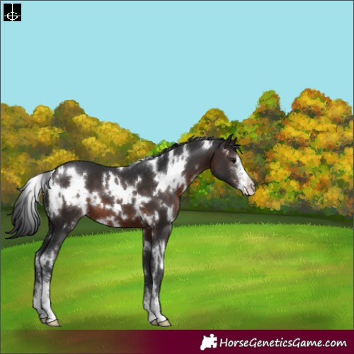 Horse Color:White Spotted Brown Sabino Appaloosa 