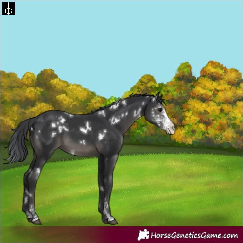 Horse Color:White Spotted Black Sabino