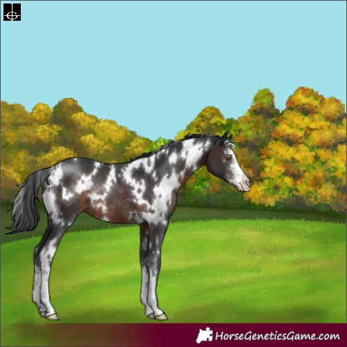 Horse Color:White Spotted Brown Sabino Appaloosa Rabicano