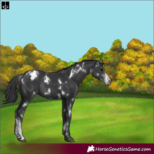 Horse Color:White Spotted Black Sabino Appaloosa Rabicano 