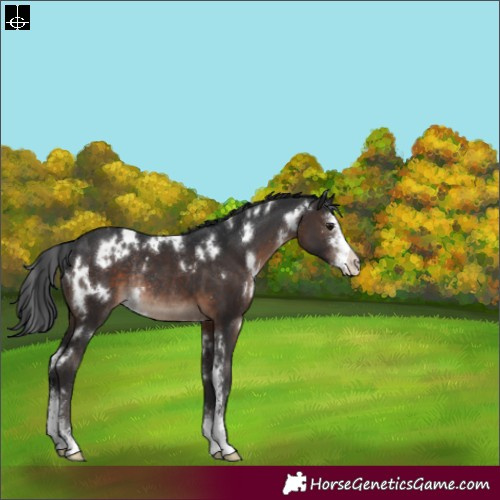 Horse Color:White Spotted Brown Sabino Rabicano 