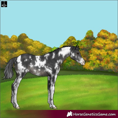 Horse Color:White Spotted Black Sabino Rabicano